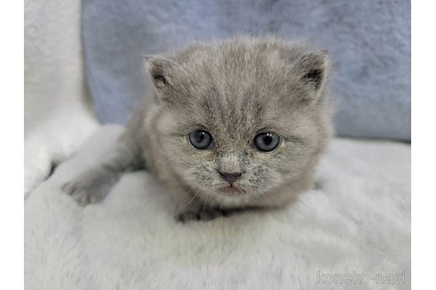 成約済の千葉県のブリティッシュショートヘア-85452の6枚目